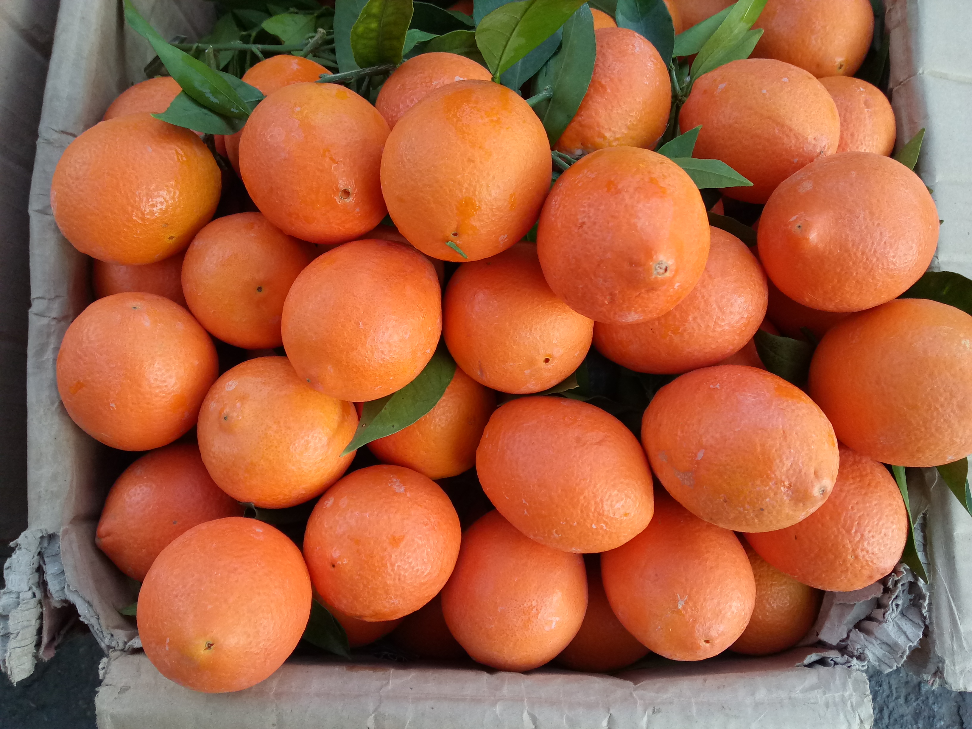 供應(yīng)云南賓川紅提葡萄的質(zhì)量 鄭州紅提葡萄的質(zhì)量