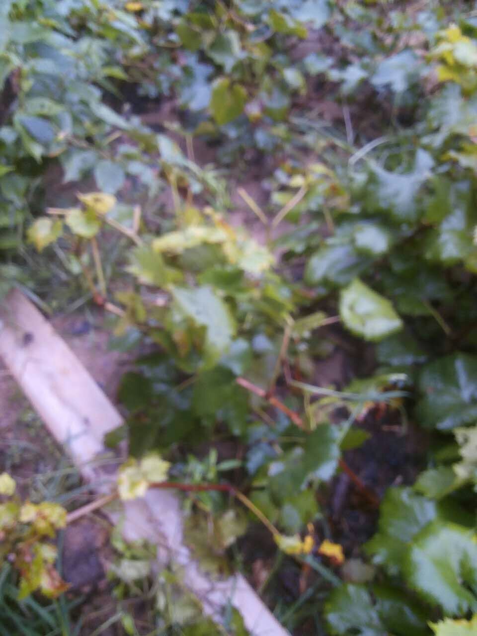 泰安葡萄苗批發(fā)@夏黑葡萄苗@葡萄苗基地出售@價(jià)格@多少錢@品種