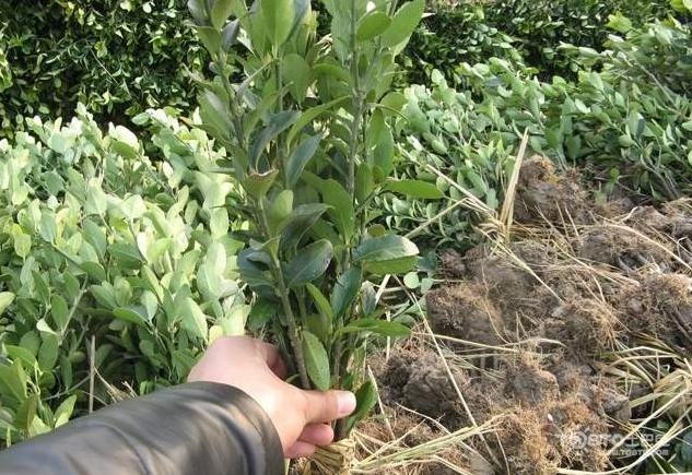 專業(yè)廠區(qū)綠化公司 工廠園林景觀工程