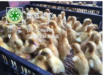 供應(yīng)批發(fā)大白鴨苗 大白鴨苗供應(yīng)商  螺鴨苗經(jīng)銷商