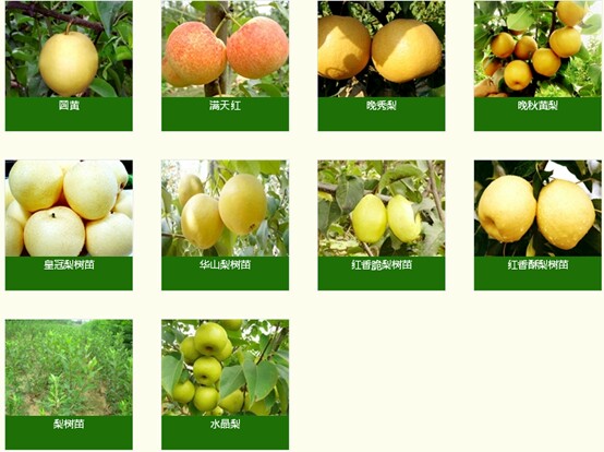 梨樹苗基地批發(fā)價格報價@梨樹苗出售@梨樹苗多少錢@梨樹苗種植技術(shù) 梨樹苗品種