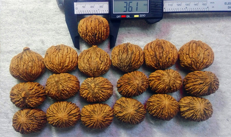 粒徑20-45mm美國猴頭核桃2萬粒清倉甩賣