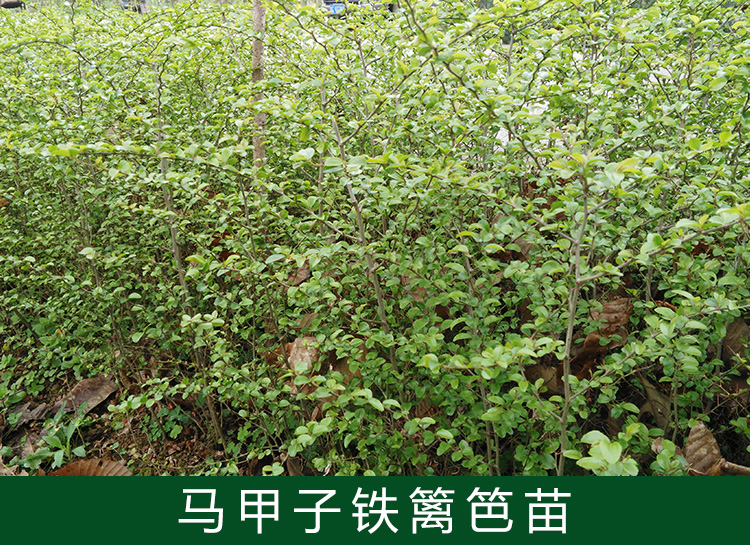 馬甲子鐵籬笆苗 供應(yīng)廣西馬甲子苗 鐵籬笆產(chǎn)地 馬甲子批發(fā) 馬甲子苗價格