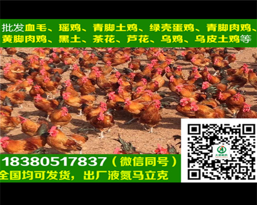 延安蛋雞苗代理商，蛋雞苗養(yǎng)殖技術(shù)
