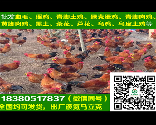 六盤水五黑綠殼蛋雞苗批發(fā)商，五黑綠殼蛋雞苗圖片
