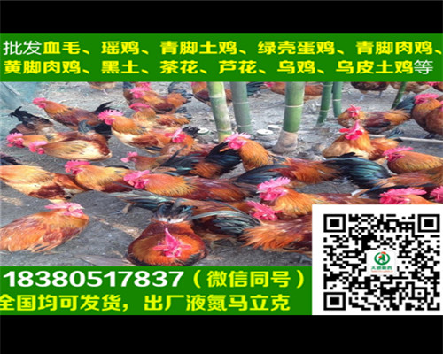 銅仁土雞2號雞苗廠家直銷，土雞2號雞苗產(chǎn)蛋管理