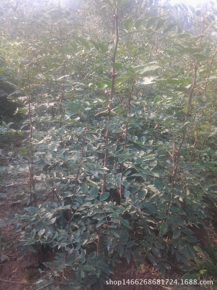 貴州花椒樹基地 貴州優(yōu)質(zhì)花椒樹基地 貴州優(yōu)質(zhì)花椒樹基地價(jià)格 貴州優(yōu)質(zhì)花椒樹基地哪家好 貴州優(yōu)質(zhì)花椒樹基地供應(yīng)商