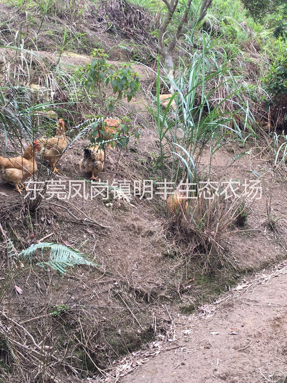 東莞月子雞銷售聯(lián)系電話 東莞現(xiàn)貨供應(yīng)月子雞價格 東莞月子雞批發(fā) 東莞月子雞養(yǎng)殖供應(yīng)商