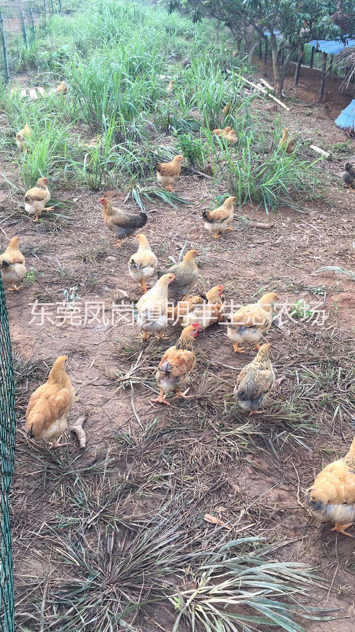 深圳散養(yǎng)土雞經(jīng)銷商 果園農(nóng)家雞批發(fā) 農(nóng)家雞，走地雞