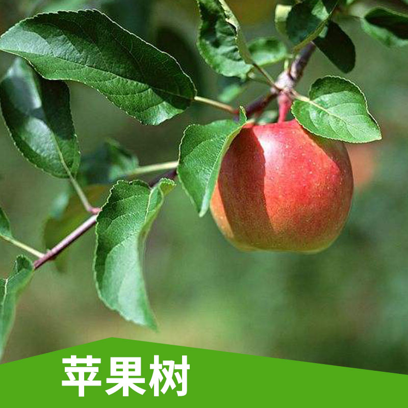 山東蘋果樹基地|山東3-15公分蘋果樹批發(fā)|山東蘋果樹價(jià)格