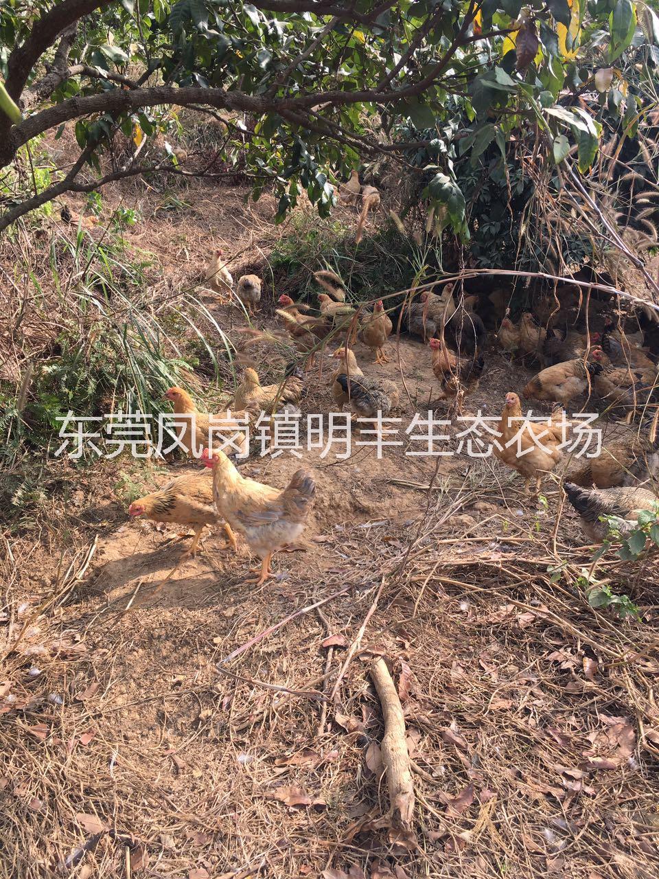 深圳散養(yǎng)土雞經(jīng)銷商 果園農(nóng)家雞批發(fā) 農(nóng)家雞，走地雞 果園散養(yǎng)土雞