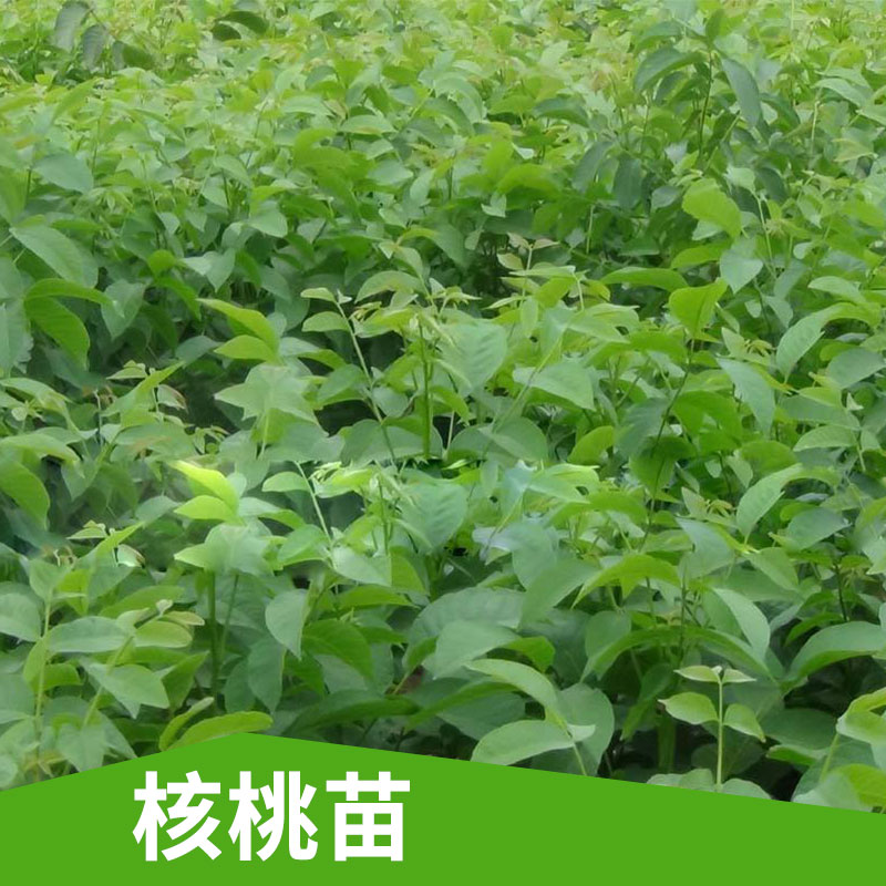 大量批發(fā) 核桃苗出售  新品種薄皮 樹苗當(dāng)年結(jié)果嫁接核桃