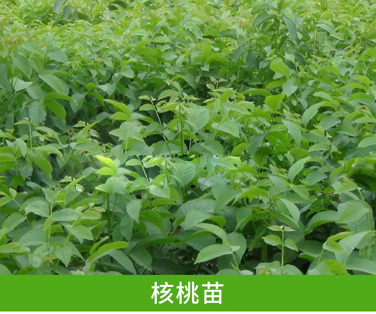 山西薄皮核桃種植技術(shù)|山西核桃種植技術(shù)|山西薄皮核桃種植技術(shù)