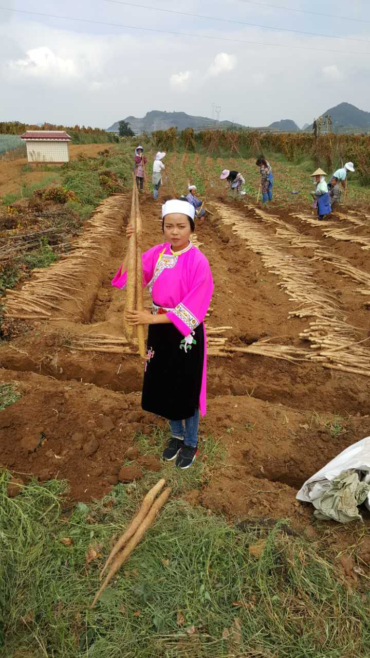 廠家直銷鐵棍山藥  山藥批發(fā)