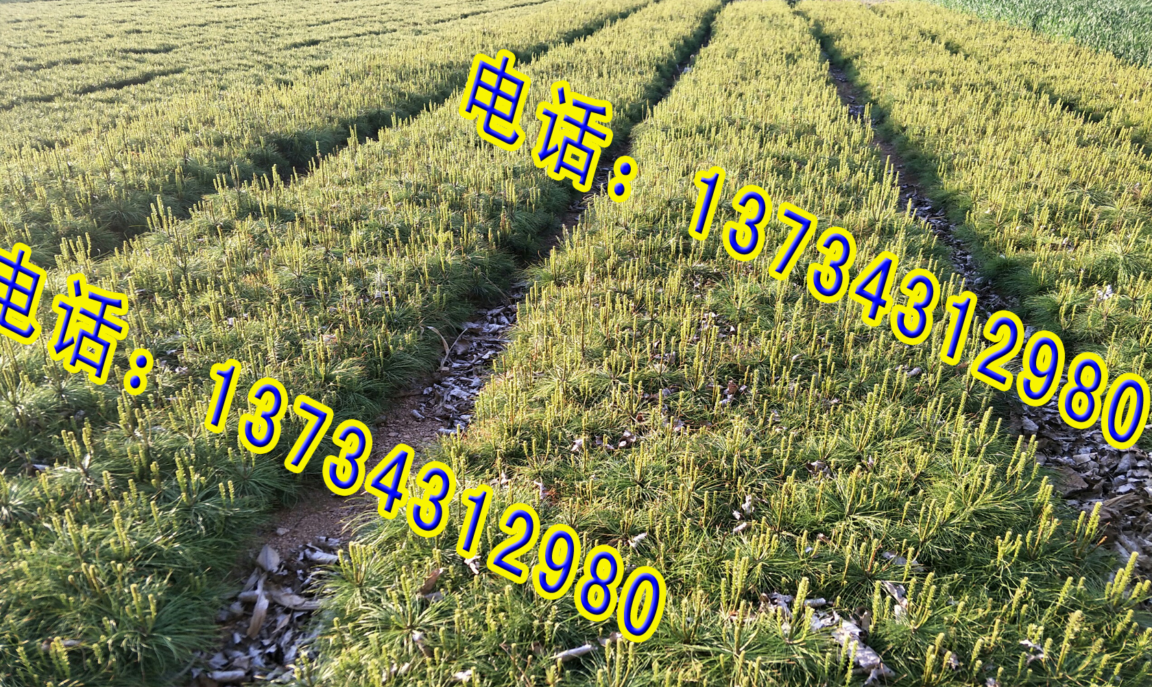 盆景造型小苗分栽占地苗營養(yǎng)袋苗 山東日照五蓮白皮華山松藍(lán)衫映山紅 北方白皮松小苗