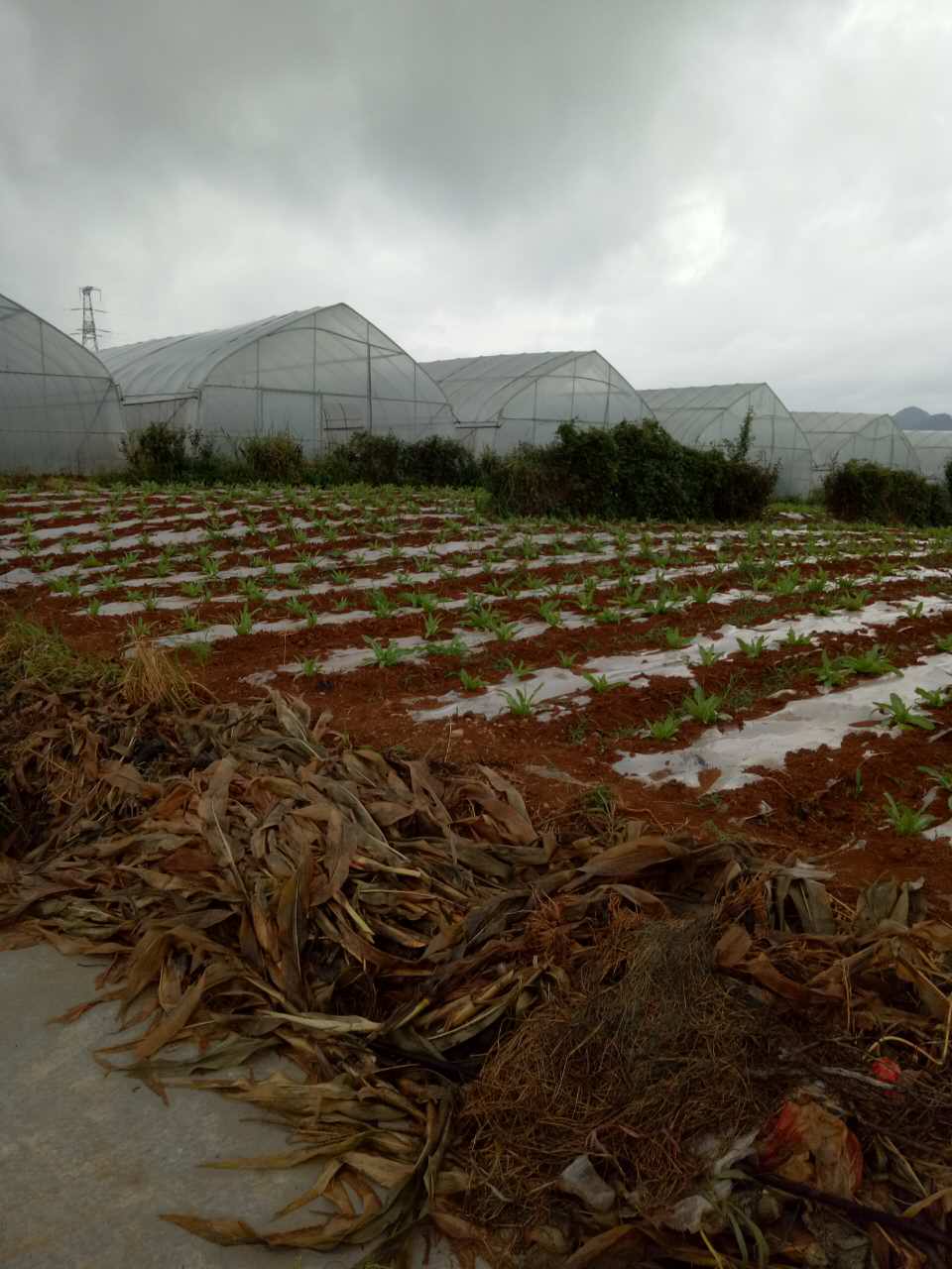 山藥的營養(yǎng)價值  蔬菜種植