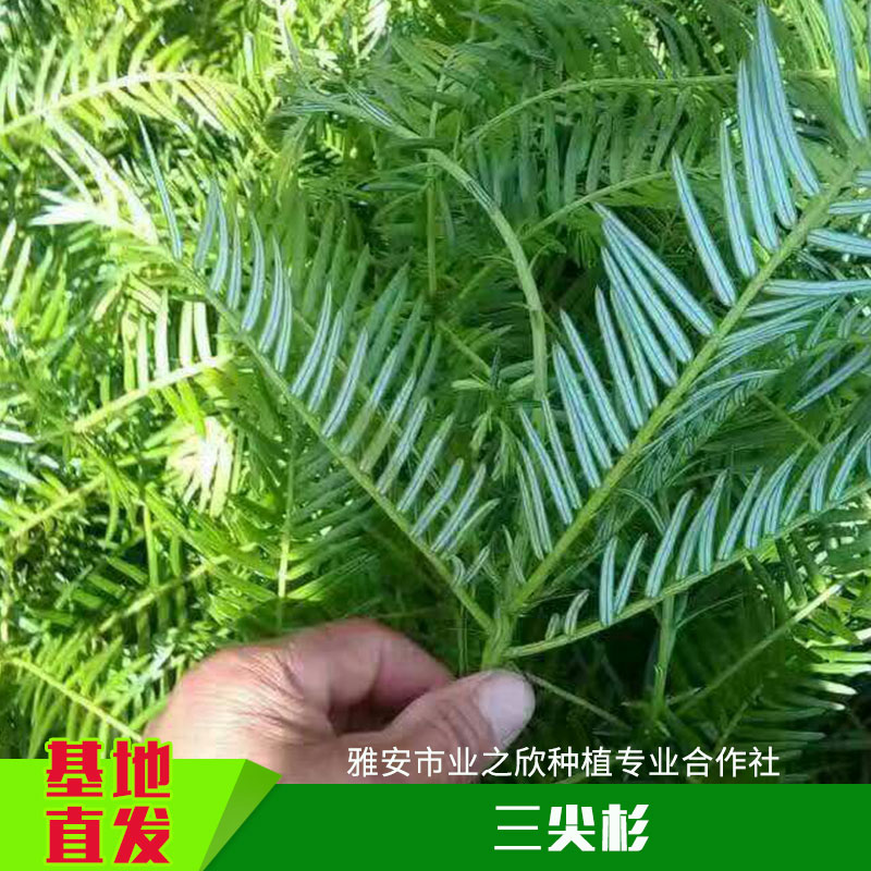 雅安業(yè)之欣種植基地直銷三尖杉種子/種苗三尖杉小樹苗/杯苗批發(fā)