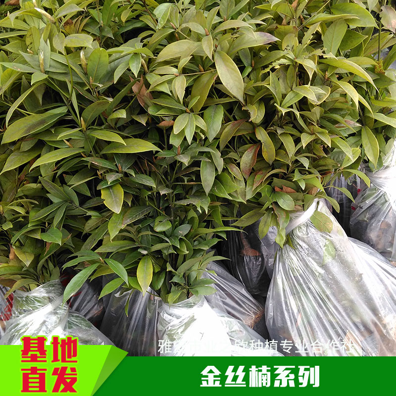基地直銷金絲楠種子種苗金絲楠杯苗小苗小葉楨楠帶土容器苗