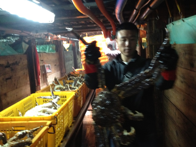 朝鮮板蟹供應商、朝鮮海鮮批發(fā)商 紅毛蟹供應商 朝鮮板蟹