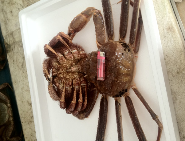 朝鮮紅毛蟹供應商、朝鮮海鮮批發(fā)商 紅毛蟹供應商