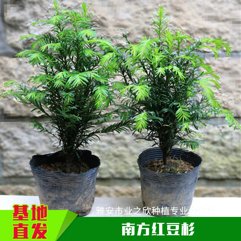 基地直銷多年生南方紅豆杉中苗南方紅豆杉樹(shù)苗紅豆杉小苗/杯苗
