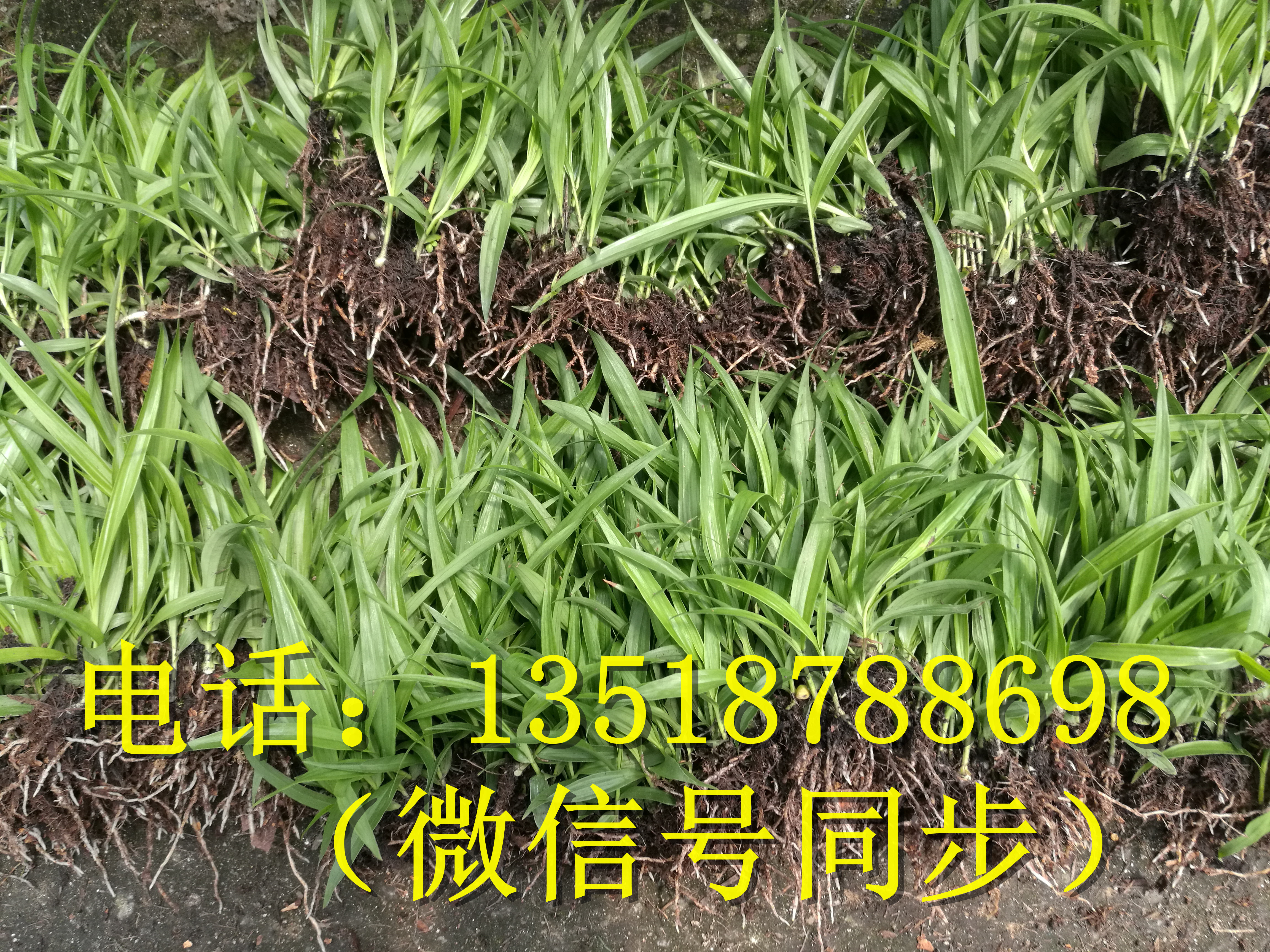 曲靖白及瓶苗_玉溪曲靖白及瓶苗_湖北白芨直播苗