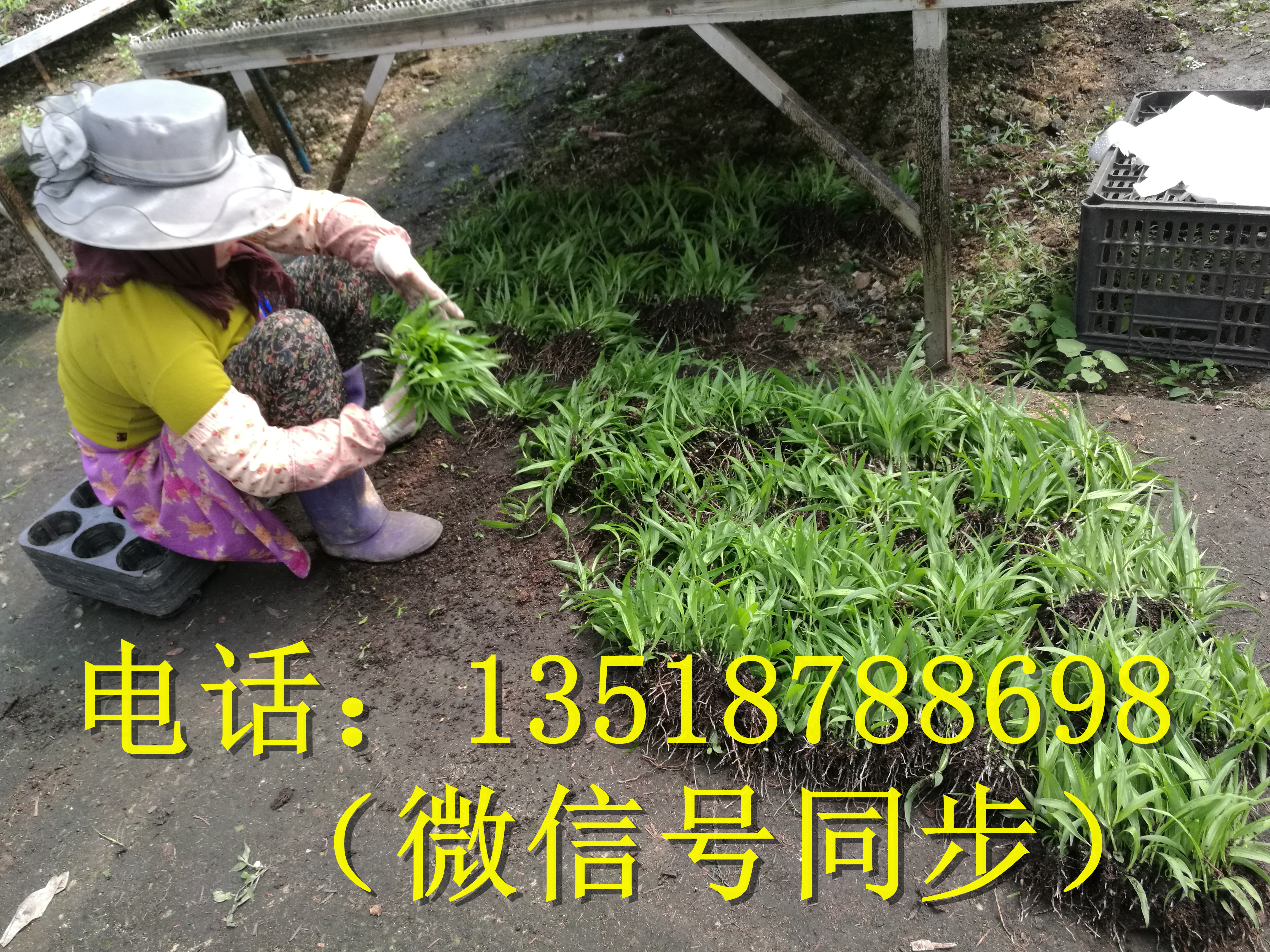 貴州變種白花白芨苗\貴州變種白花白芨苗價(jià)格