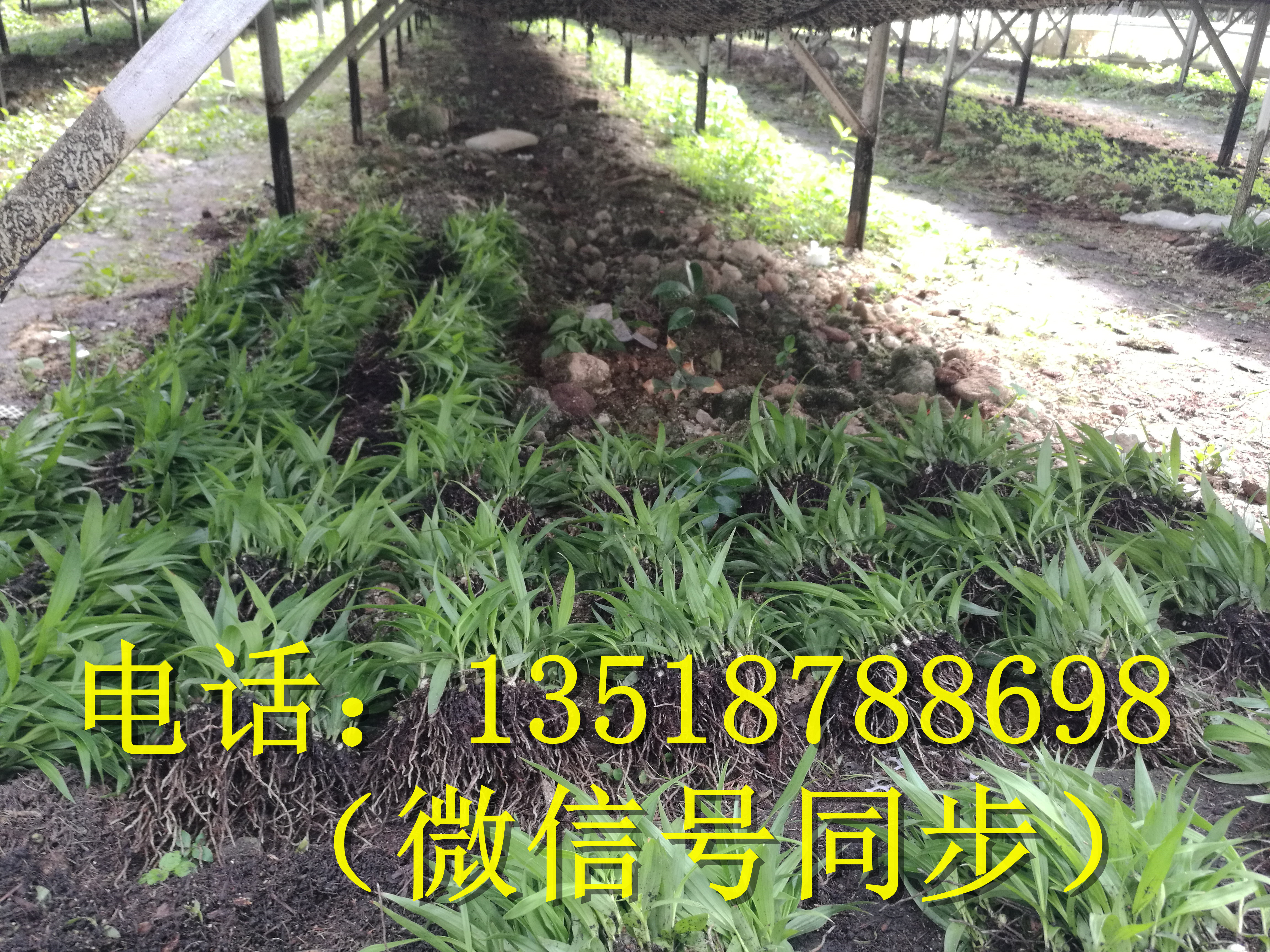 湖南白及苗、湖南白及苗批發(fā)、湖南白及苗價格  白芨苗種植