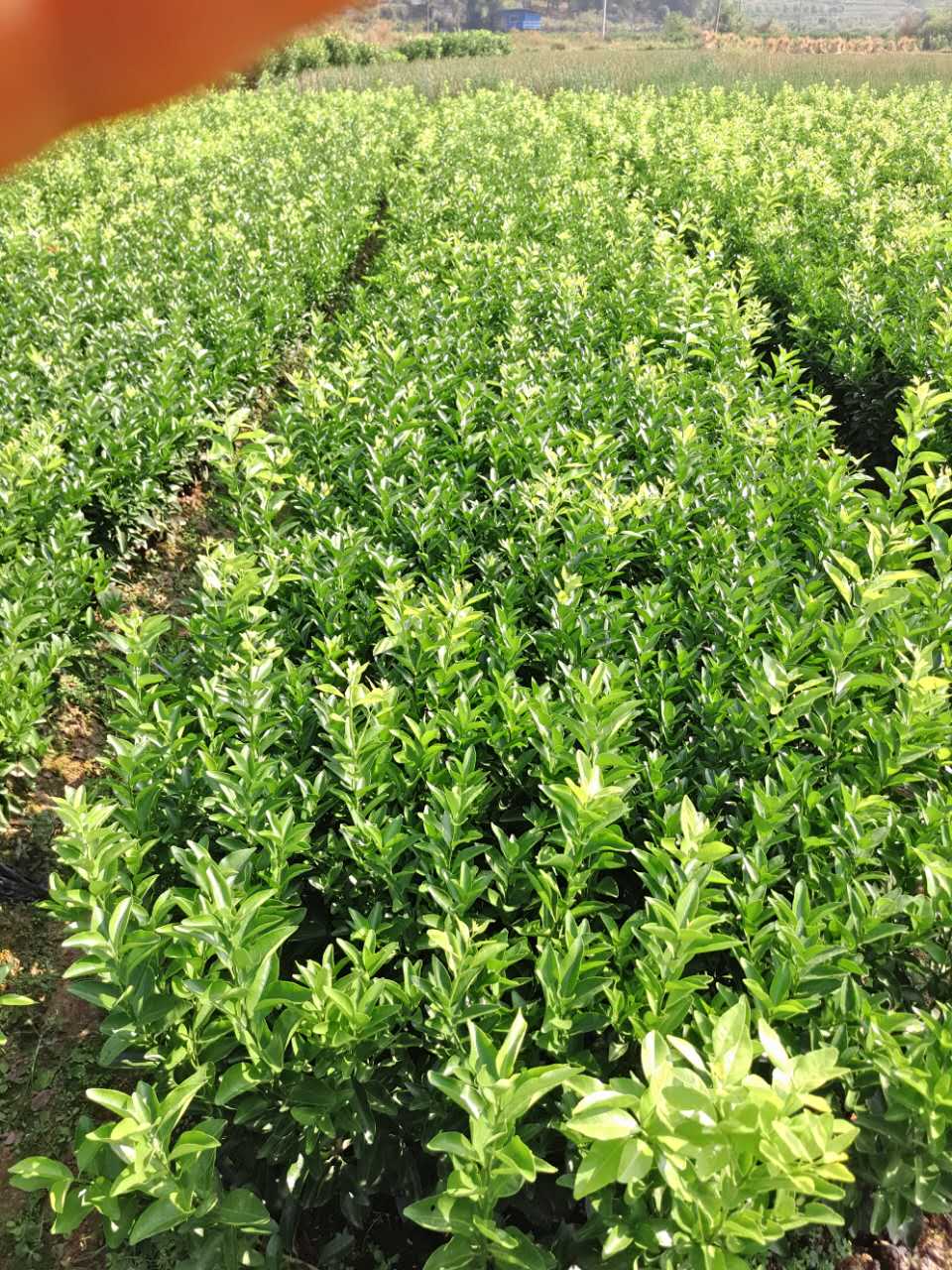 供應(yīng)砂糖橘 橘子樹苗 大果香甜橘子苗 果苗 荔浦縣旺順苗木基地