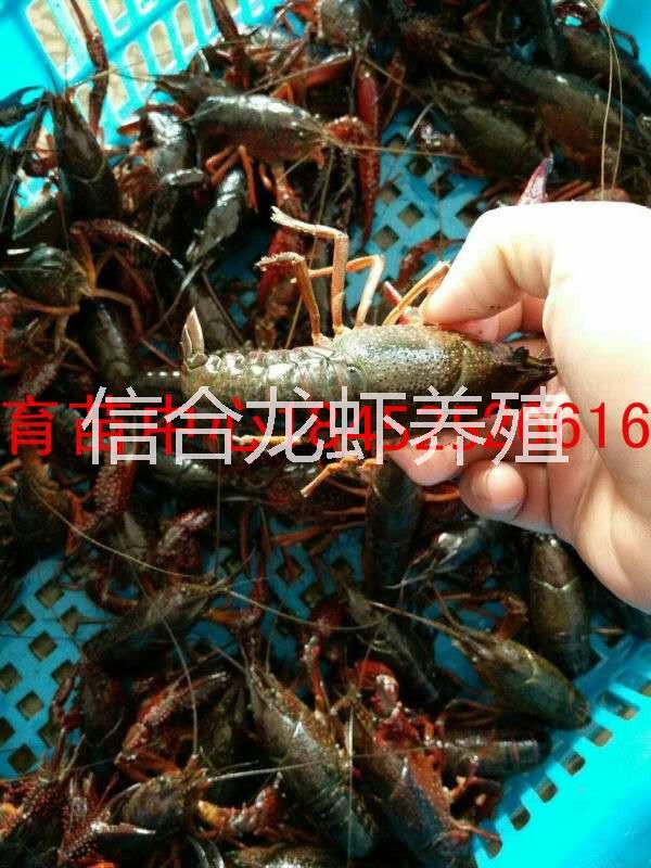 小龍蝦種蝦淡水小龍蝦苗蝦仔 供應(yīng)小龍蝦苗蝦仔價格 小龍蝦苗蝦仔批