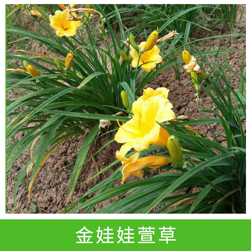 苗圃直銷宿根植物 大花 金娃娃萱草 庭院園林地被綠化 價(jià)格從優(yōu)