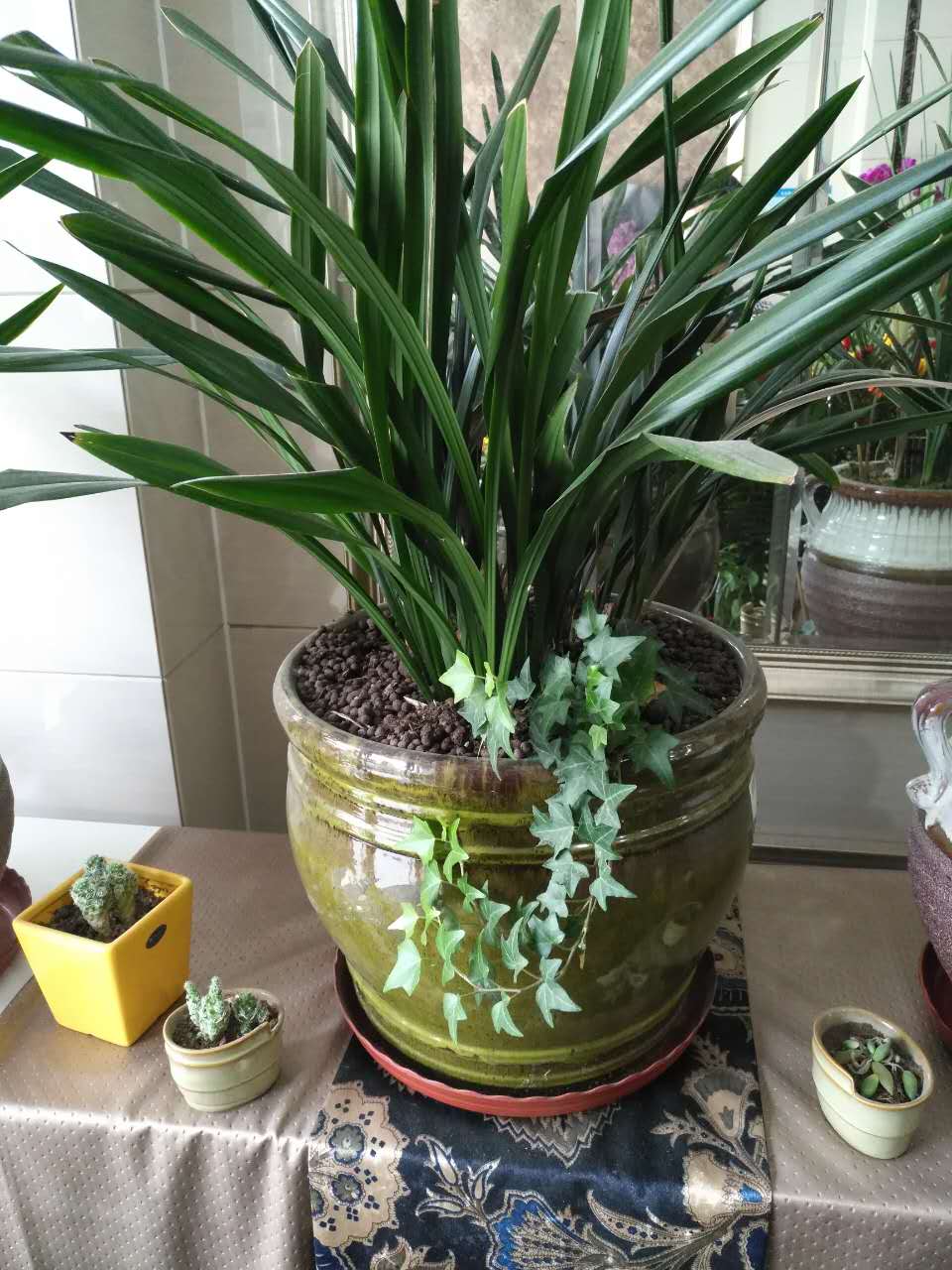 金邊墨蘭養(yǎng)殖   榕樹(shù)盆景銷售