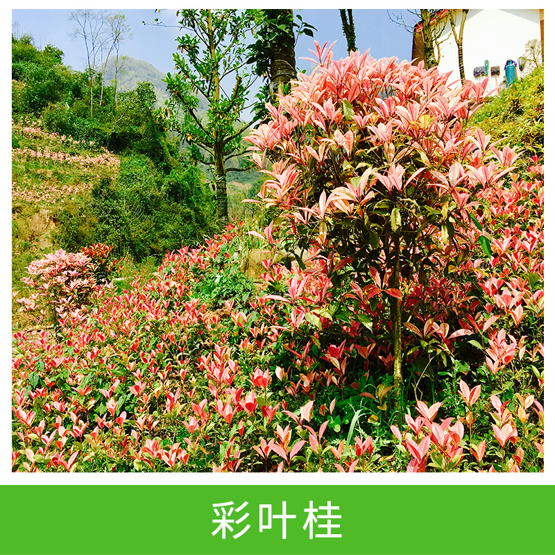 基地供應(yīng)珍珠 彩葉桂 小苗具有潛力的觀賞品種
