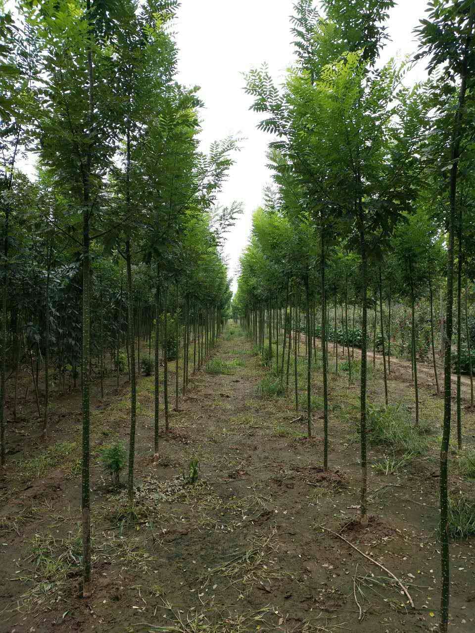 黃金槐批發(fā) 黃槐 槐樹 金枝國槐 綠化工程黃金槐小苗規(guī)格齊全批發(fā)