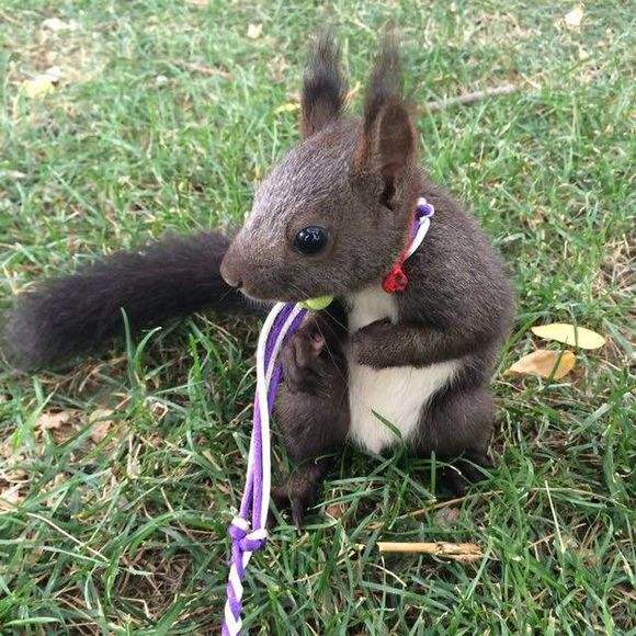 上海地區(qū)哪里有賣(mài)魔王*的  上海魔王*哪里有賣(mài)