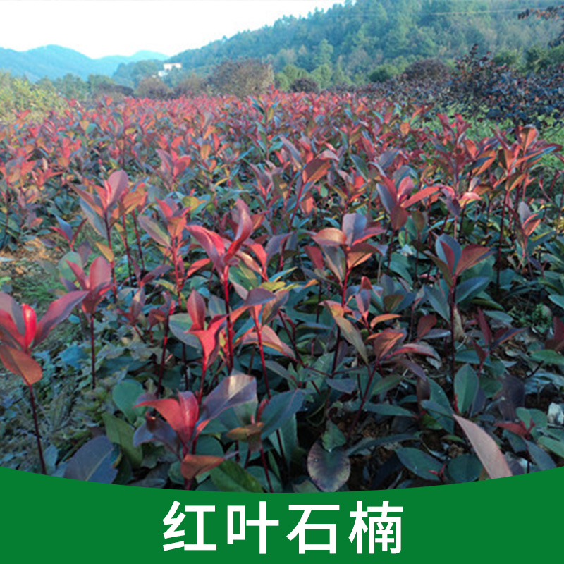 基地直銷綠化花卉 紅葉石楠樹(shù)優(yōu)質(zhì)苗圃園林綠化工程
