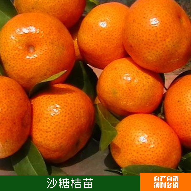 果樹苗批發(fā) 無核沙糖桔苗出售  橘子苗 2年當(dāng)年結(jié)果苗