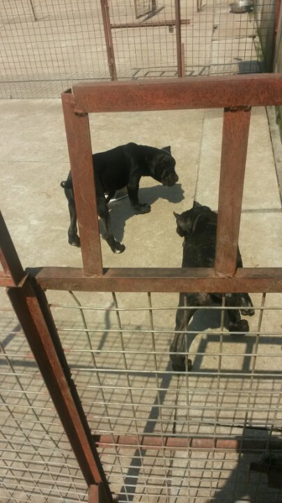 云南昆明哪里有純種卡斯羅幼犬出售卡斯羅犬價(jià)格