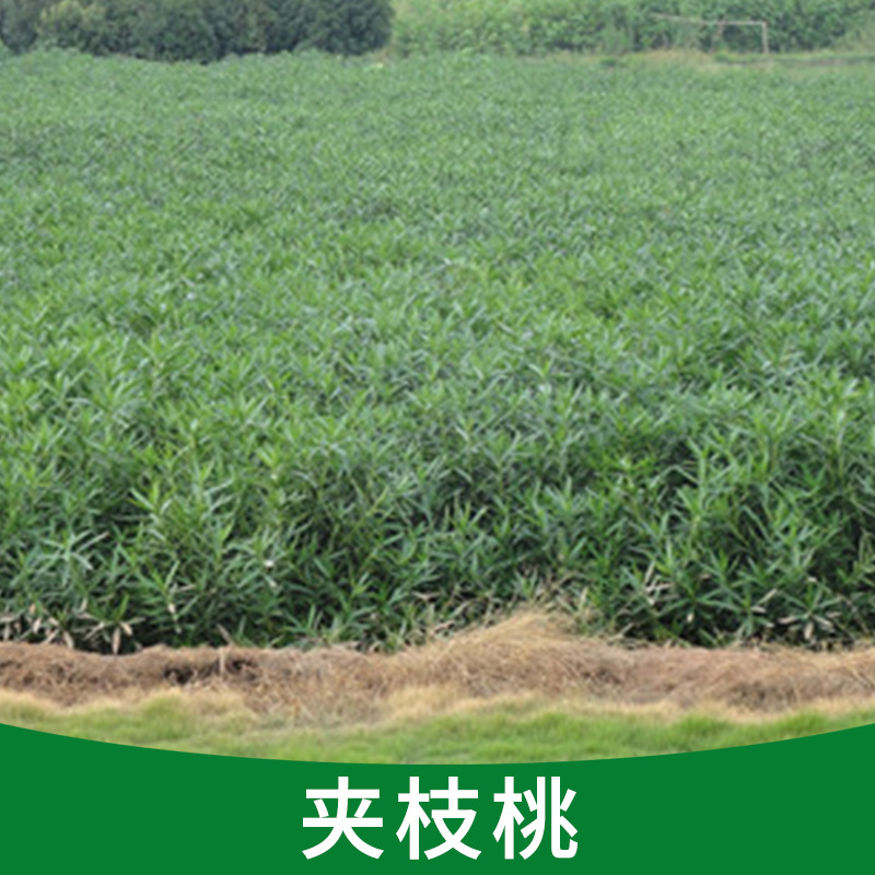 盆栽四季常青 紅色花 夾枝桃苗 凈化空氣 抗二手煙的危害辟邪植物