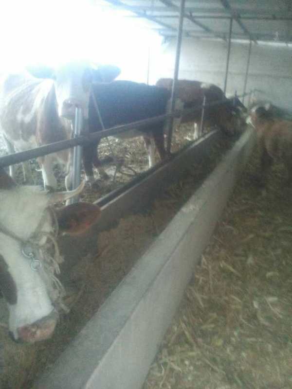 肉牛   甘肅省肉牛養(yǎng)殖