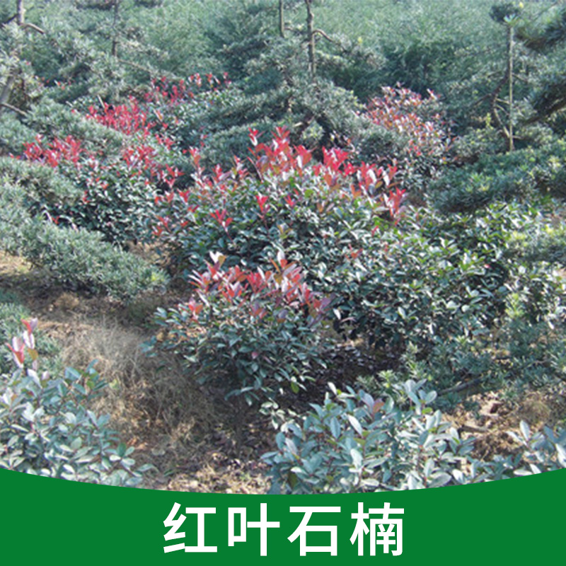 基地直銷綠化花卉 紅葉石楠樹(shù)優(yōu)質(zhì)苗圃園林綠化工程