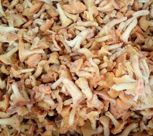 雞油菌 雞油菌批發(fā)