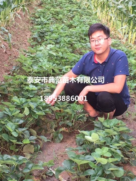 章姬草莓苗價(jià)格