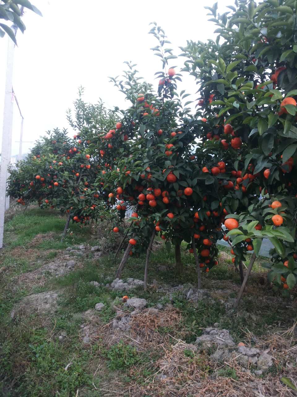 供應(yīng)砂糖橘 橘子樹苗 大果香甜橘子苗 果苗 荔浦縣旺順苗木基地