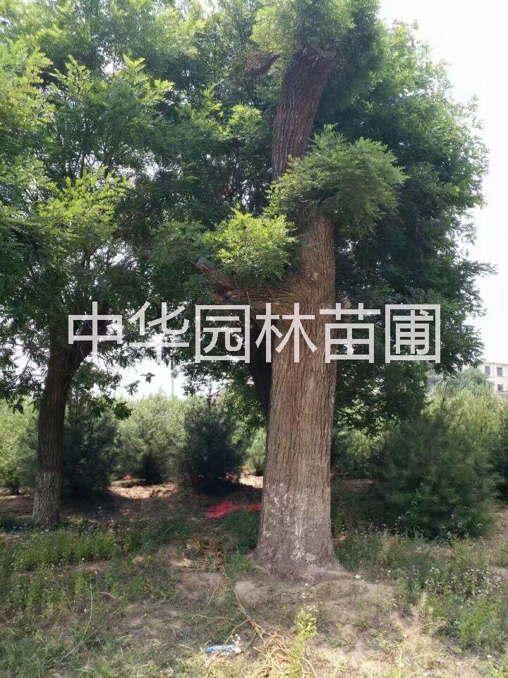 江蘇國槐種苗基地_江蘇國槐采購_江蘇國槐價格_江蘇國槐基地