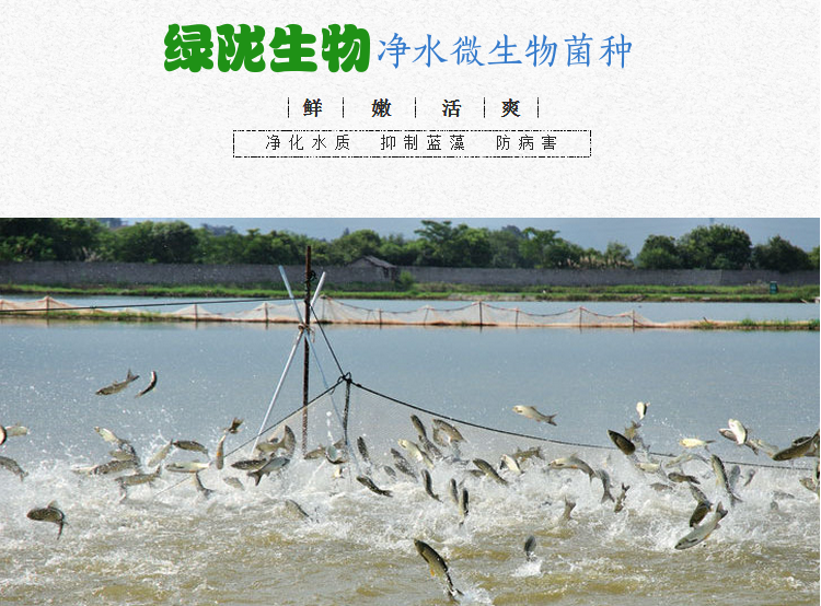 全國*綠隴生物凈水微生物菌劑