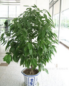 辦公樓綠植租擺.綠化景觀布置 .室內(nèi)盆景 植物盆景批發(fā)