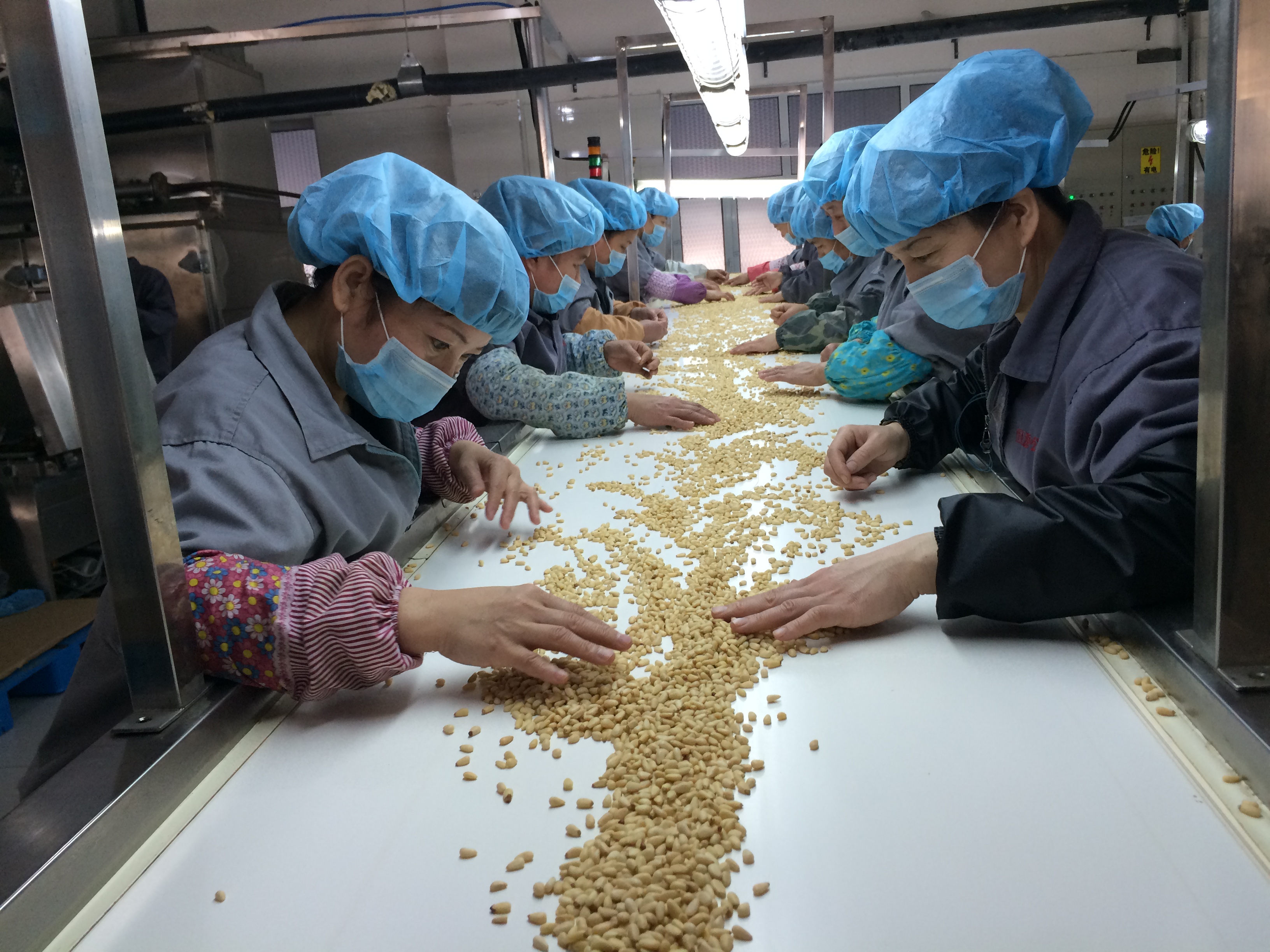 松子 松子仁 雪松松云南松  華山 紅松 馬尾松