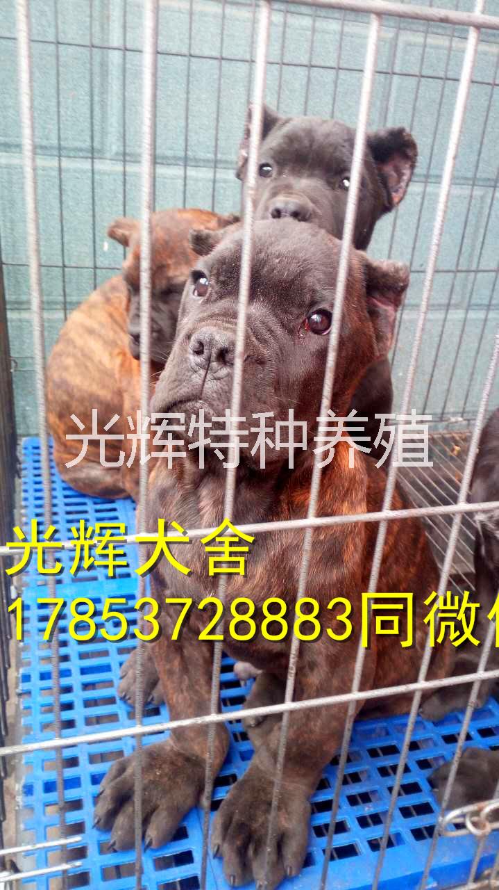 大頭版卡斯羅犬，血統(tǒng)純，一品護(hù)衛(wèi)