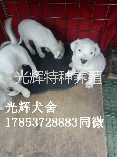 山東純血統(tǒng)杜高犬 杜高犬價格 杜高犬供應 杜高犬養(yǎng)殖場電話